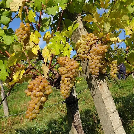 Bioweingut Hauerhof 99 -apartment 1 アパート *