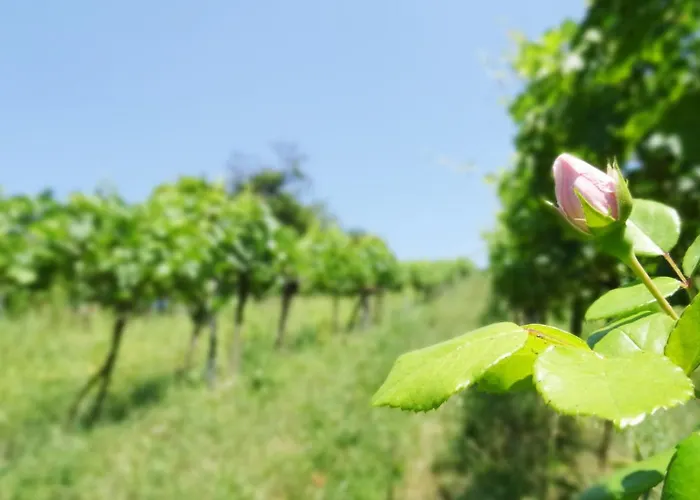 Bioweingut Hauerhof 99 -apartment 1 Appartement