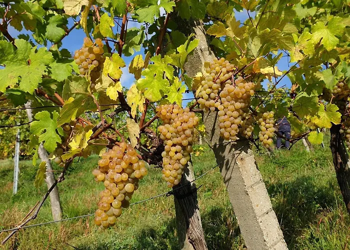 Bioweingut Hauerhof 99 -apartment 1 Appartement *