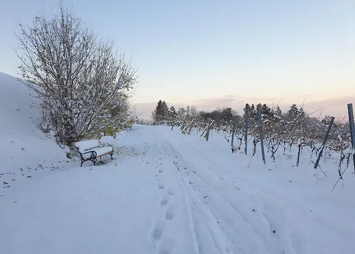 Bioweingut Hauerhof 99 -apartment 1 * Klosterneuburg